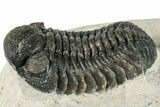 Morocops Trilobite - Ofaten, Morocco #287377-1